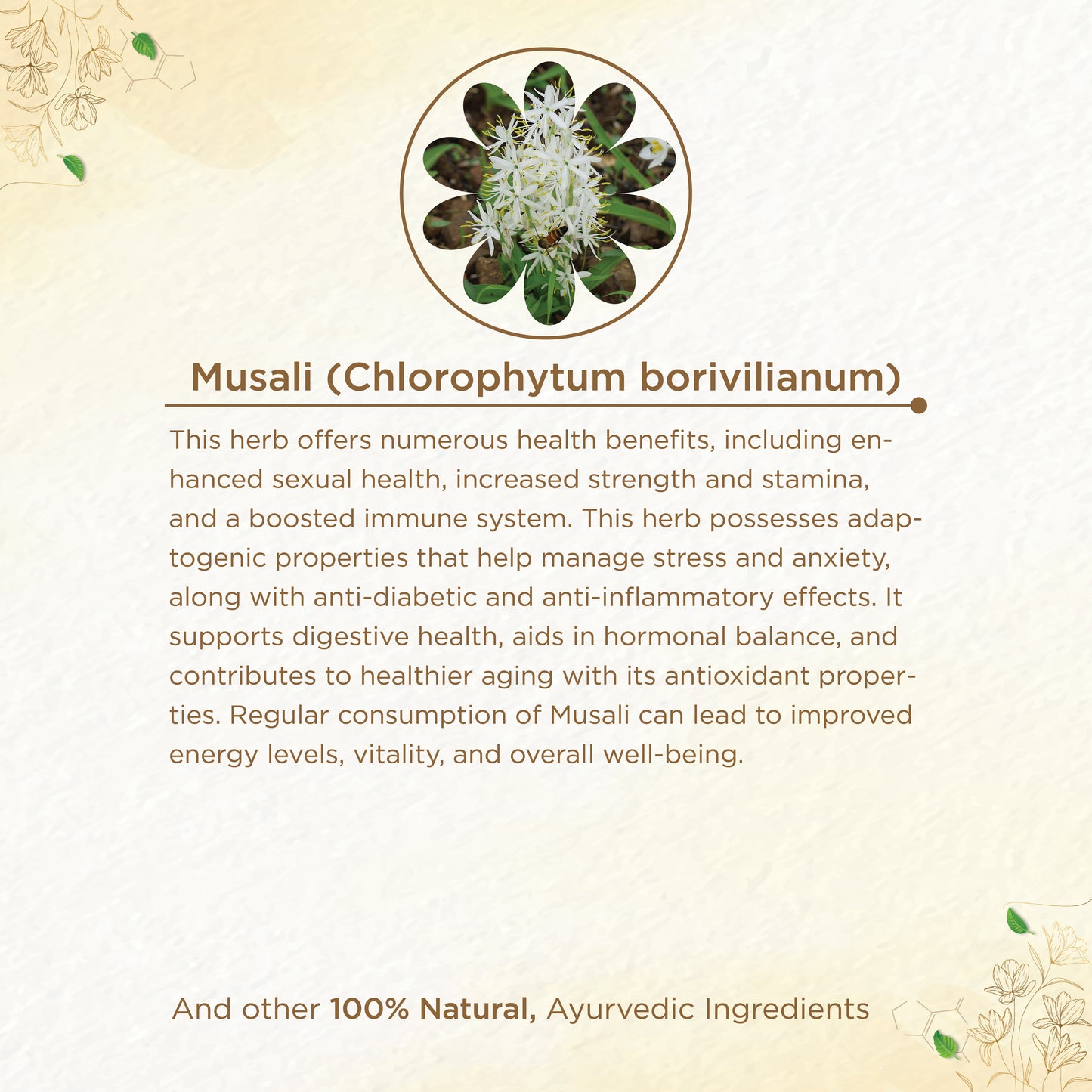 MUSALI CHOORNAM FOR INCREASING STRENGTH & STAMINA | AYURVEDIC SUPPLEMENT FOR OVERALL WELLNESS | EXCELLENT MALE SEXUAL HEALTH ENHANCER VITALITY BOOST | ENERGY ENHANCER | FERTILITY BOOSTER IN MEN AND WOMEN | MUSALI – 50 GMS