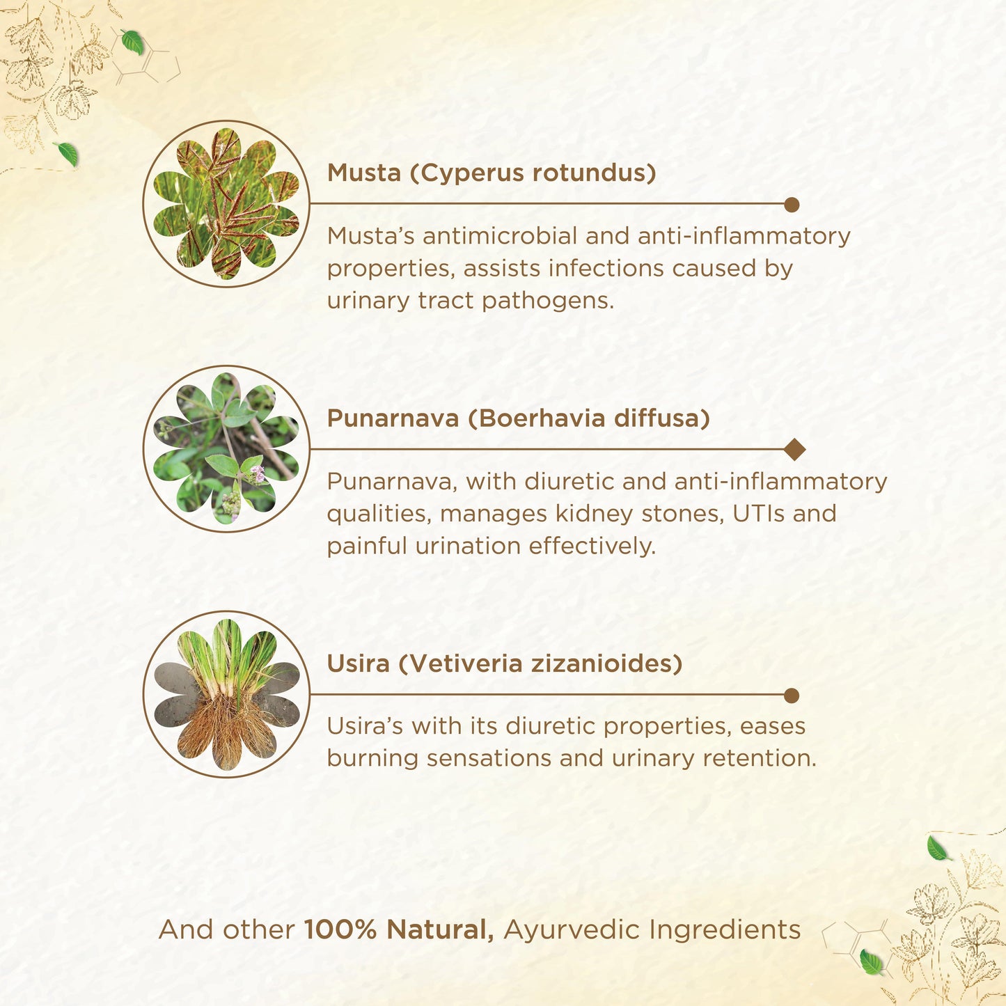 shreevarma Chooranam Reknown Choornam for Renal Care | Ayurvedic Supplement for Urinary Infection | Kidney Detox | Effective against Kidney Stone | Aprajitha | Punarnava | Goksura